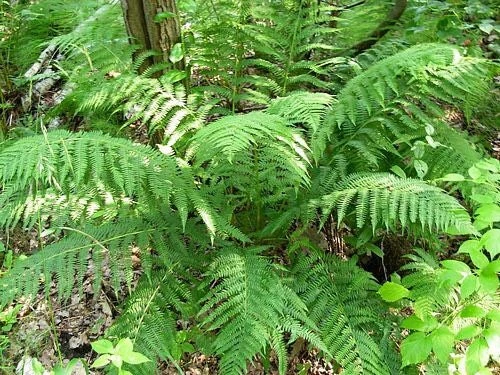 20 Lady Fern Bare Root Plants - Athyrium Filix-Femina Woodland Perennial - Image 6