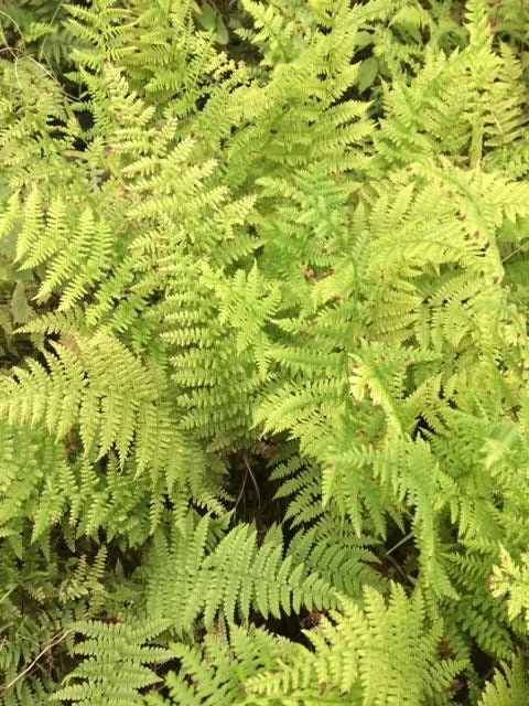 20 Lady Fern Bare Root Plants - Athyrium Filix-Femina Woodland Perennial - Image 7