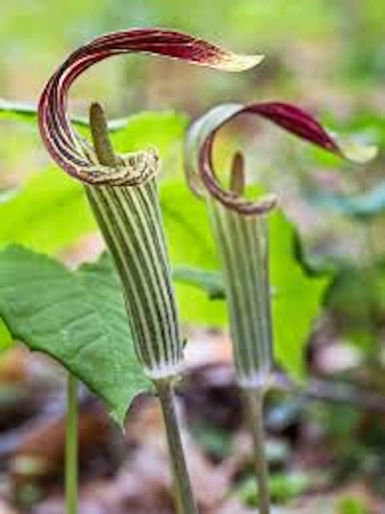 20 Organic Jack In The Pulpit Bare Root Plants - Arisaema Triphyllum - Image 1