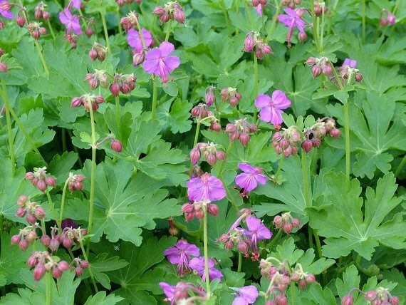 20 Wild Geraniums Cranesbill Bare Root Plants - Geranium Maculatum Organic - Image 8