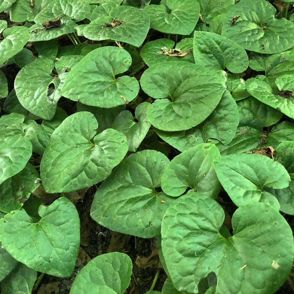 20 Wild Ginger Bare Root Plants - Asarum Canadense Native Perennial - Image 1