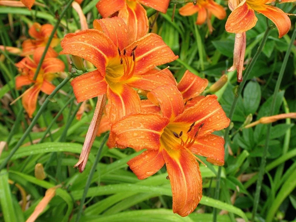 20 Wild Orange Daylily Bare Roots - Perennial Outdoor Plant - Image 10
