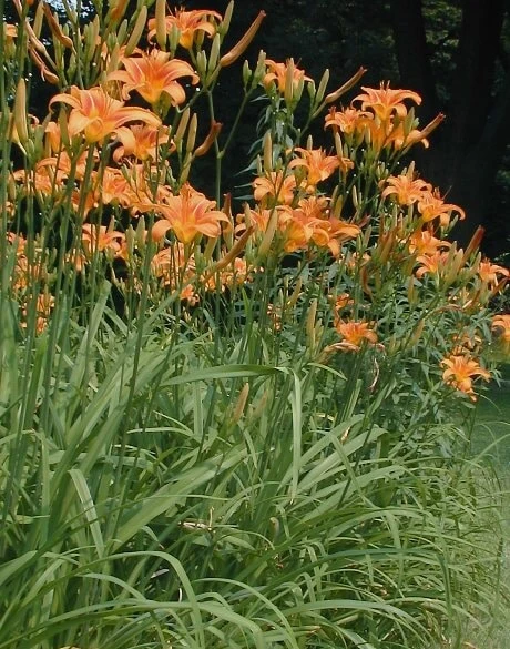 20 Wild Orange Daylily Bare Roots - Perennial Outdoor Plant - Image 3