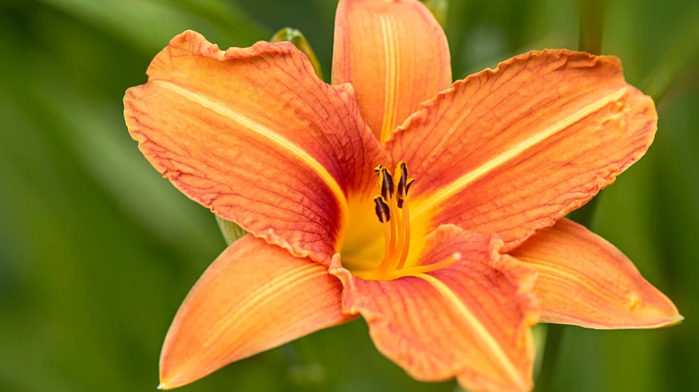 20 Wild Orange Daylily Bare Roots - Perennial Outdoor Plant - Image 7