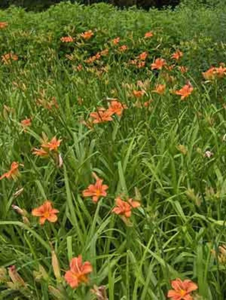 20 Wild Orange Daylily Bare Roots - Perennial Outdoor Plant - Image 8