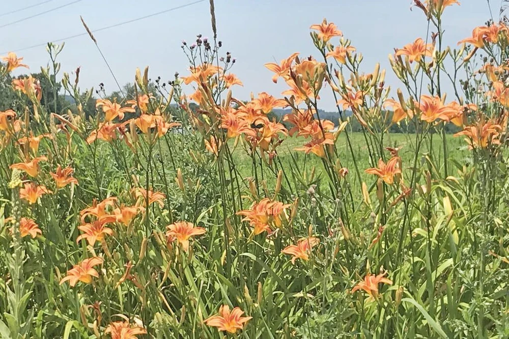 20 Wild Orange Daylily Bare Roots - Perennial Outdoor Plant - Image 9