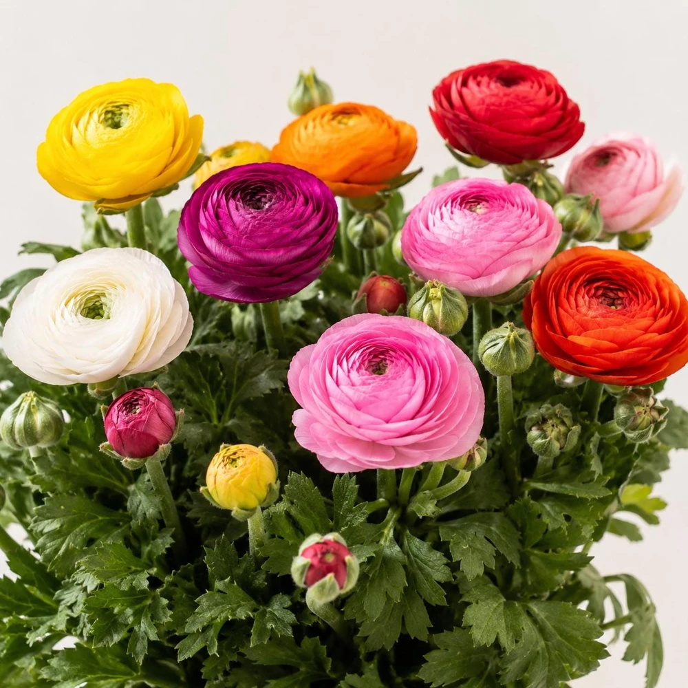 25 Mixed Ranunculus Peony Corms - Double Bloom Buttercups - Vibrant Spring Flower Bulbs - Image 2