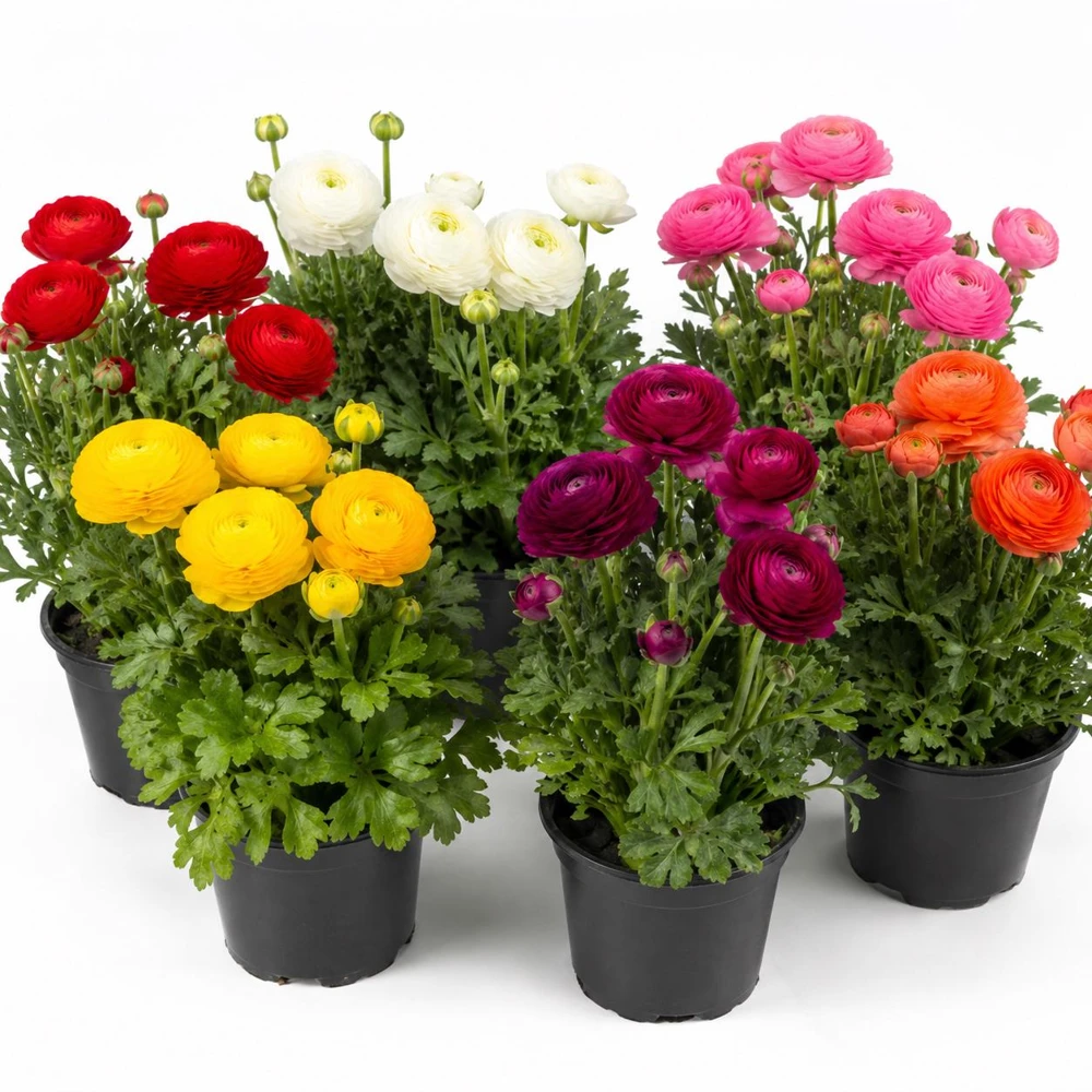 25 Mixed Ranunculus Peony Corms - Double Bloom Buttercups - Vibrant Spring Flower Bulbs - Image 7