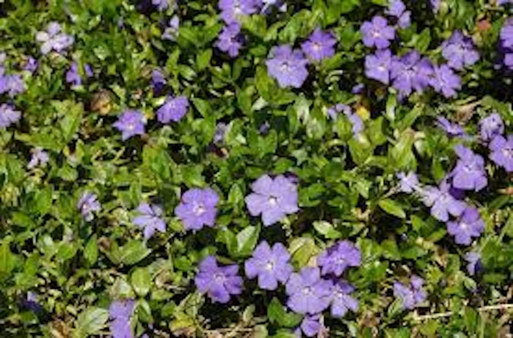 25 Periwinkle Landscape Plant Starter Plants - Vinca Minor Groundcover - Image 1