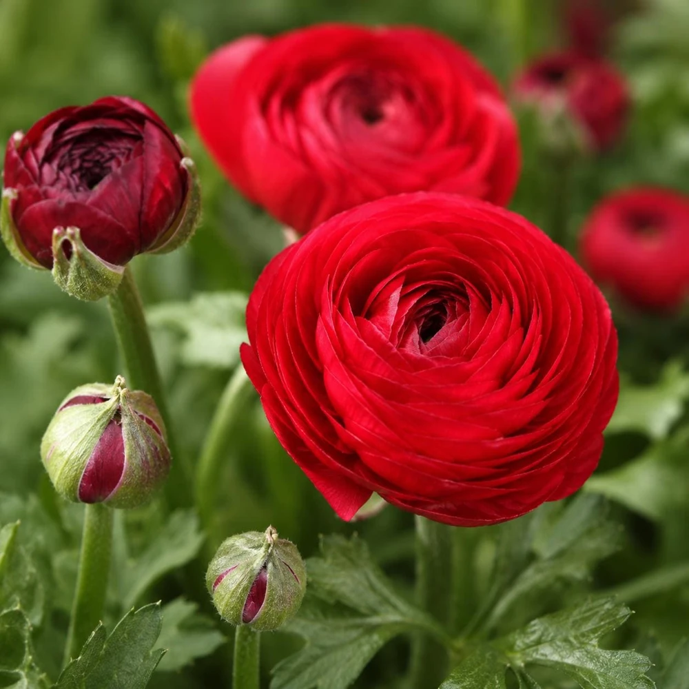25 Red Ranunculus Peony Bulbs - Double Bloom Buttercups for Spring Gardens - Image 1
