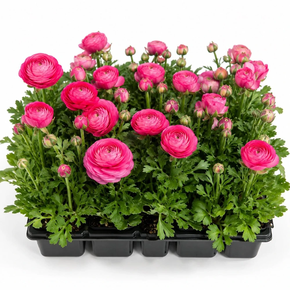 25 Rose Ranunculus Peony Corms - Double Bloom Flower Bulbs, Vibrant Spring Flowers - Image 2