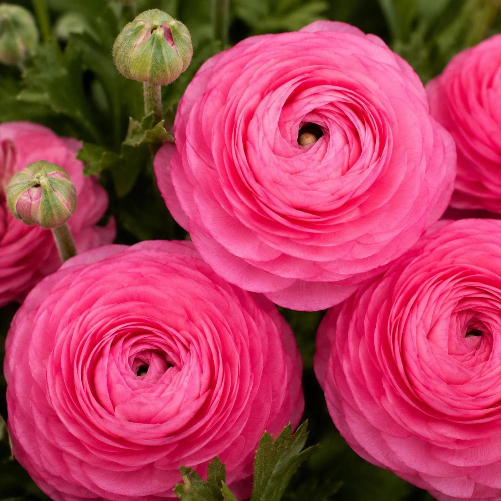 25 Rose Ranunculus Peony Corms - Double Bloom Flower Bulbs, Vibrant Spring Flowers - Image 1