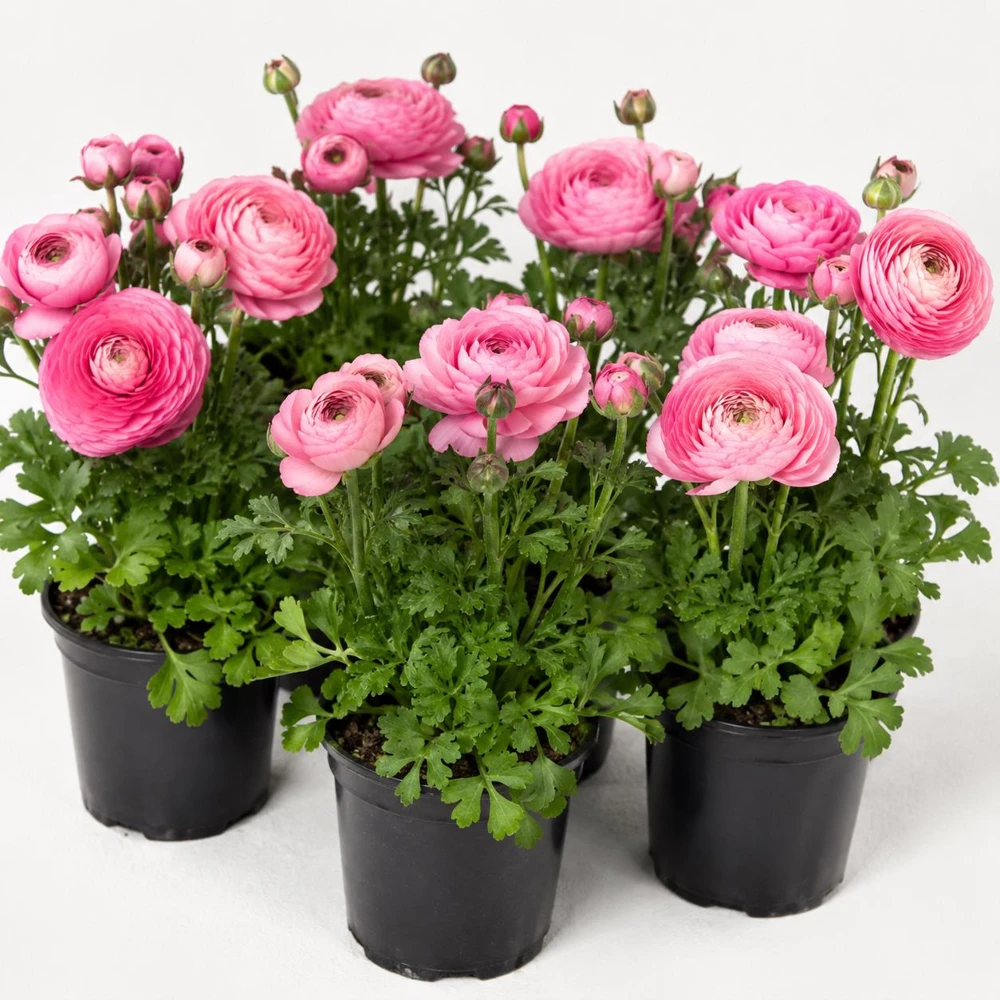 25 Rose Ranunculus Peony Corms - Double Bloom Flower Bulbs, Vibrant Spring Flowers - Image 3