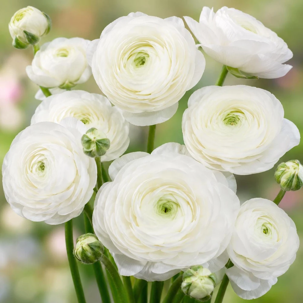 25 White Ranunculus Peony Corms - Double Bloom Buttercups, Vibrant Spring Flowers - Image 3