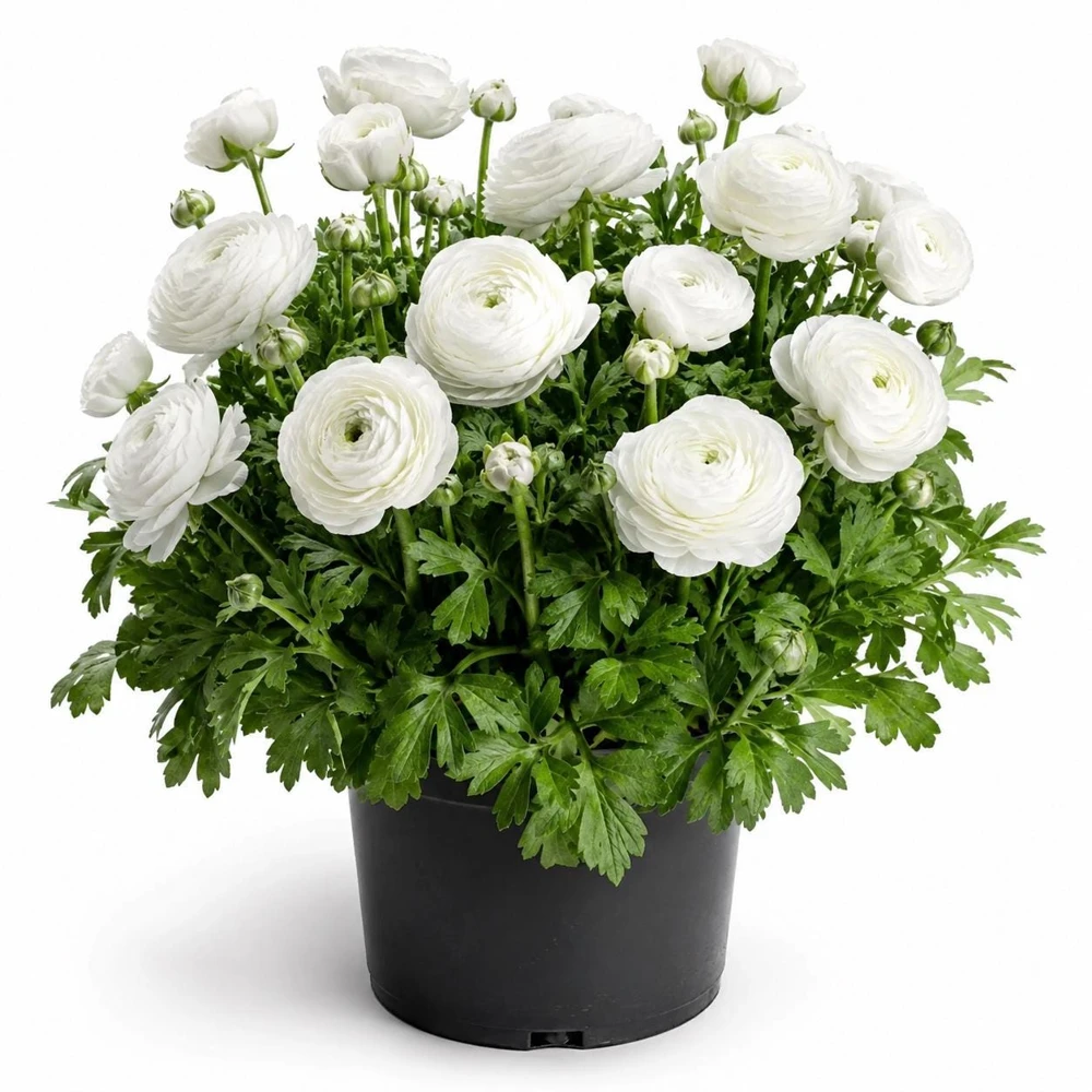 25 White Ranunculus Peony Corms - Double Bloom Buttercups, Vibrant Spring Flowers - Image 8