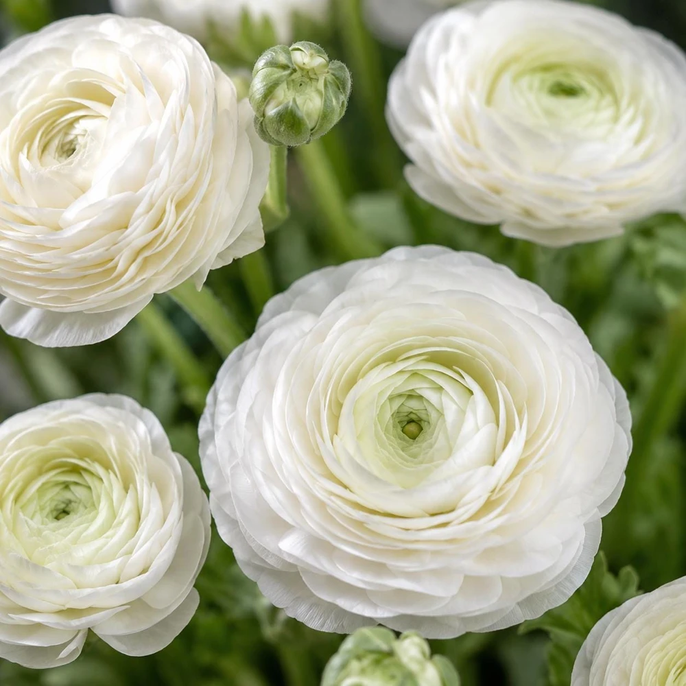 25 White Ranunculus Peony Corms - Double Bloom Buttercups, Vibrant Spring Flowers - Image 1
