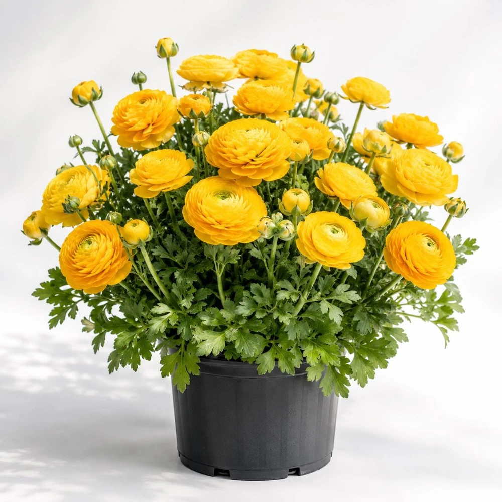 25 Yellow Ranunculus Corms - Double Bloom Buttercups, Vibrant Spring Flowers - Image 4