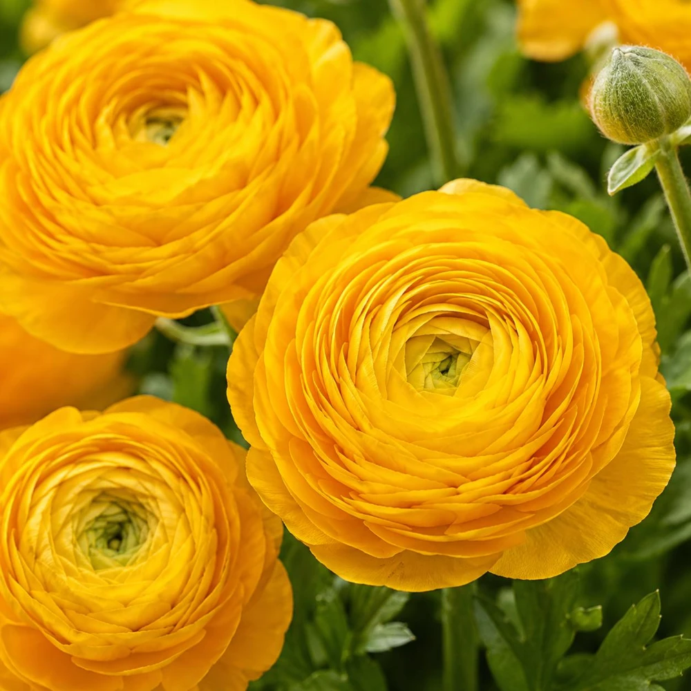 25 Yellow Ranunculus Corms - Double Bloom Buttercups, Vibrant Spring Flowers - Image 7