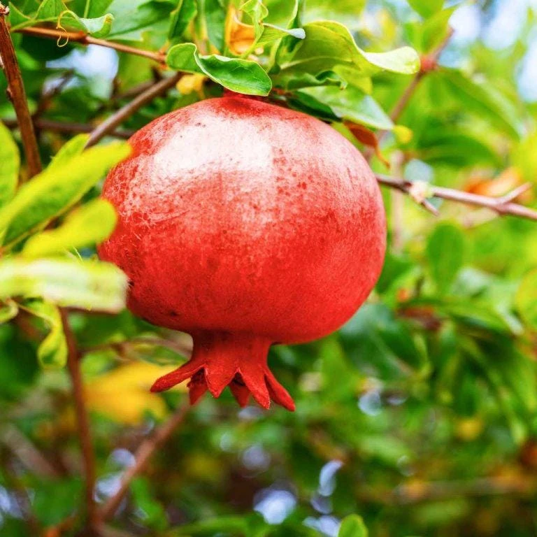 3 Afganski Pomegranate Tree Starter Plants - Punica granatum 'Afganski' - Cold Hardy - Image 1