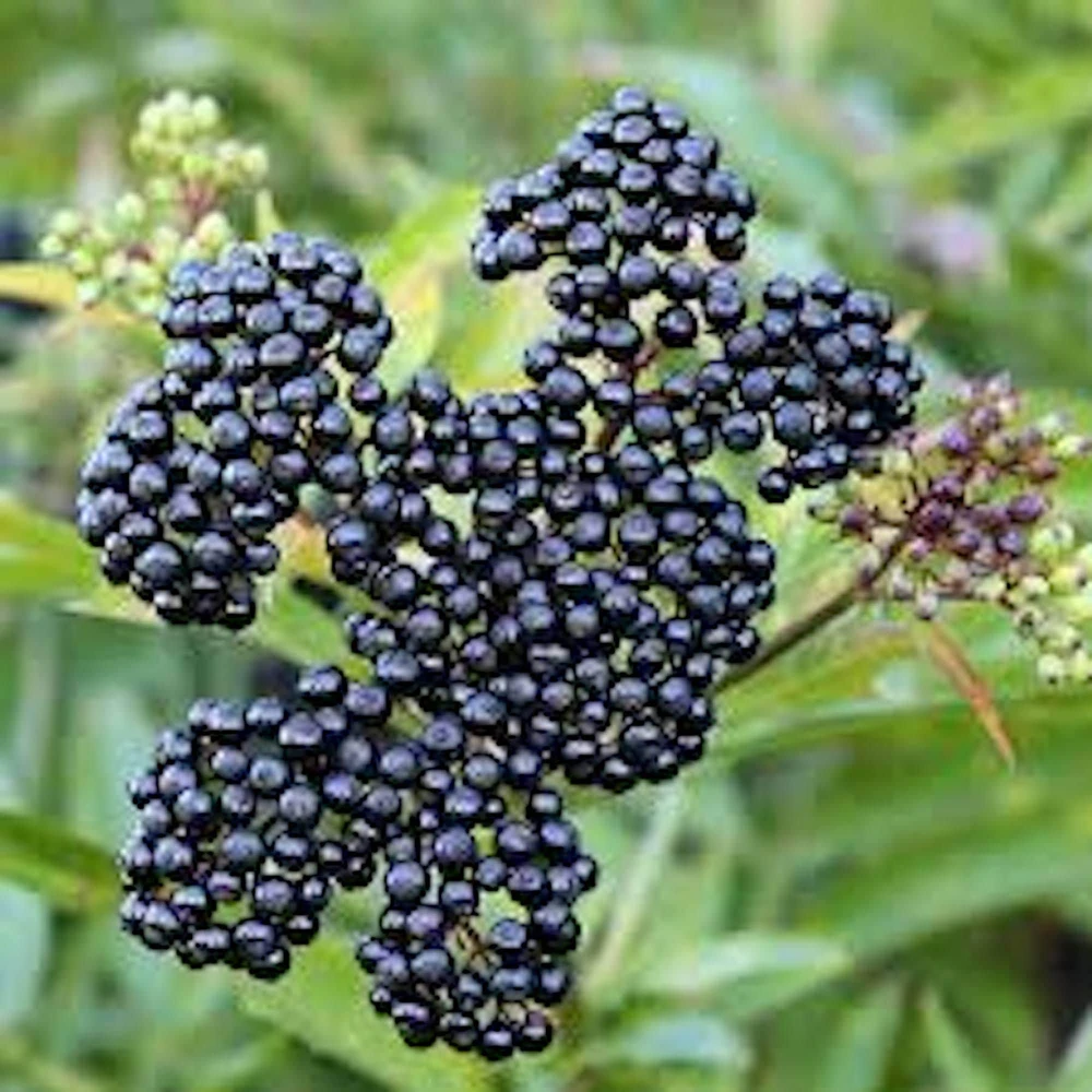 3 American Elderberry Live Plant 6-12" Tall in Quart Pot (Sambucus canadensis) - Image 1