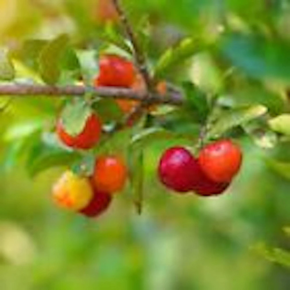 3 Barbados Cherry Tree Live Starter Plant - Malpighia Emarginata Fruit Tree - Image 4