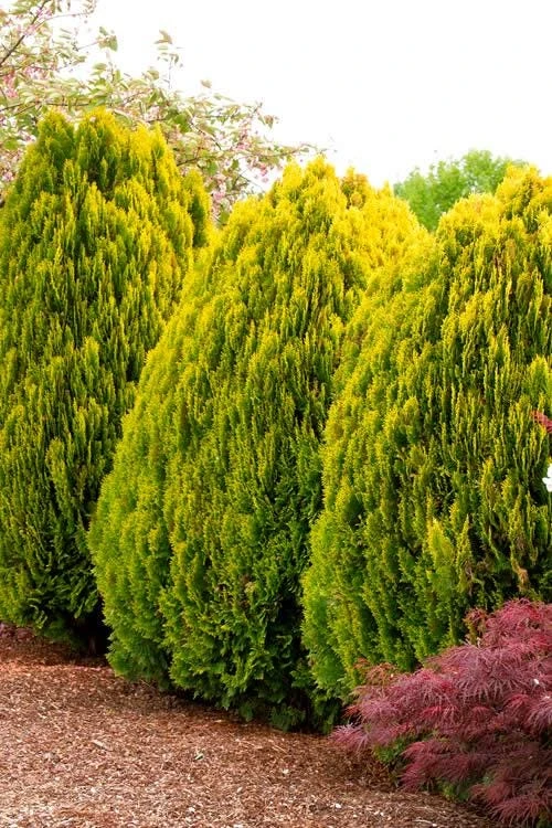 3 Berckman’s Gold Arborvitae Live Plant – Starter Plugs – Evergreen Shrub - Image 5