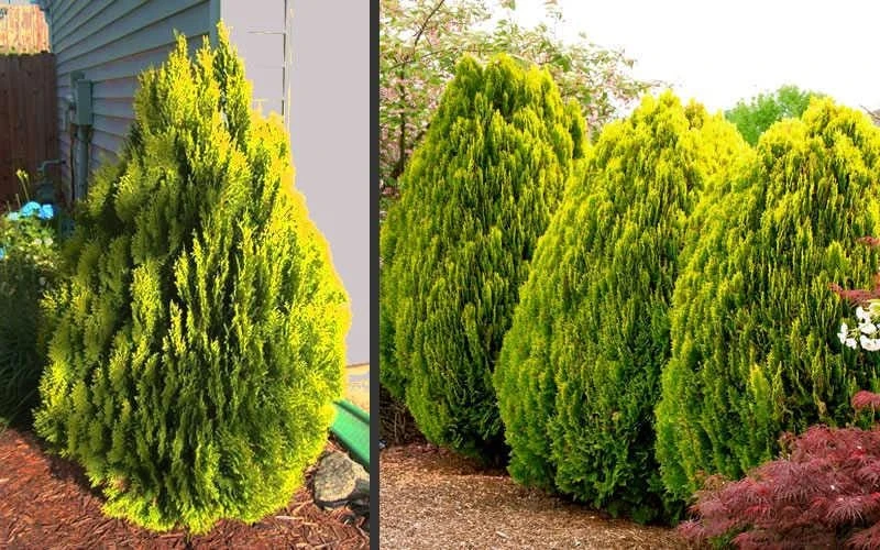 3 Berckman’s Gold Arborvitae Live Plant – Starter Plugs – Evergreen Shrub - Image 6