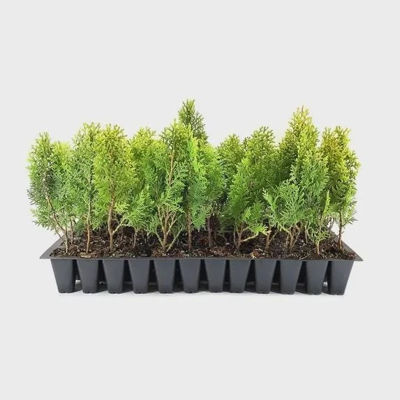 3 Berckman’s Gold Arborvitae Live Plant – Starter Plugs – Evergreen Shrub - Image 8