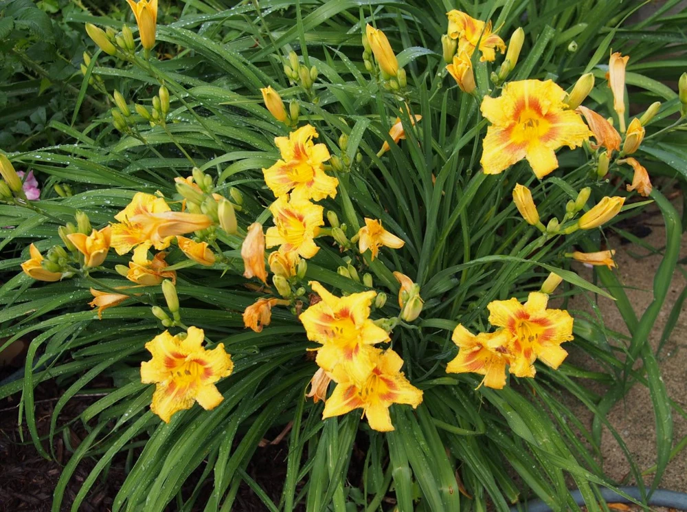3 Black Eyed Stella de Oro Daylily Bare Root Starter Plants - Perennial Hemerocallis - Image 2