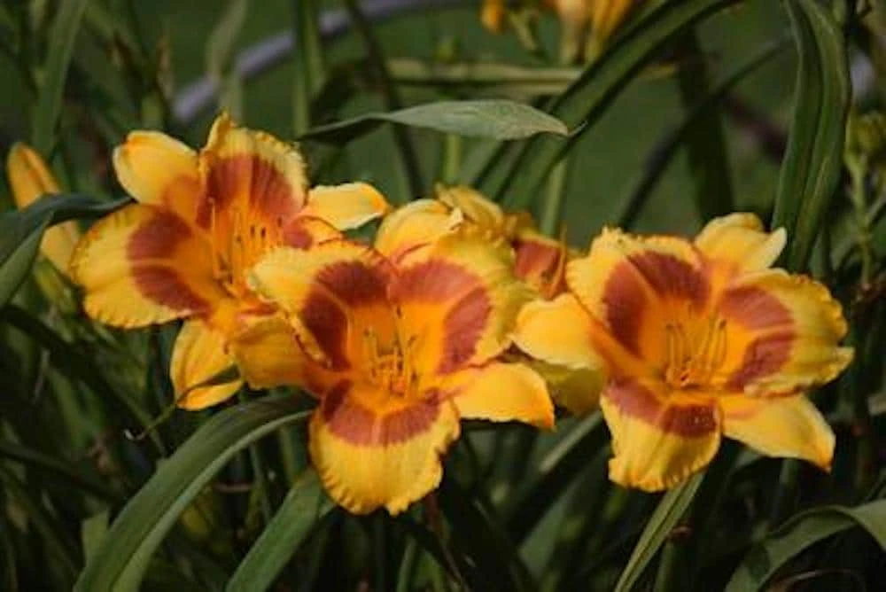 3 Black Eyed Stella de Oro Daylily Bare Root Starter Plants - Perennial Hemerocallis - Image 7