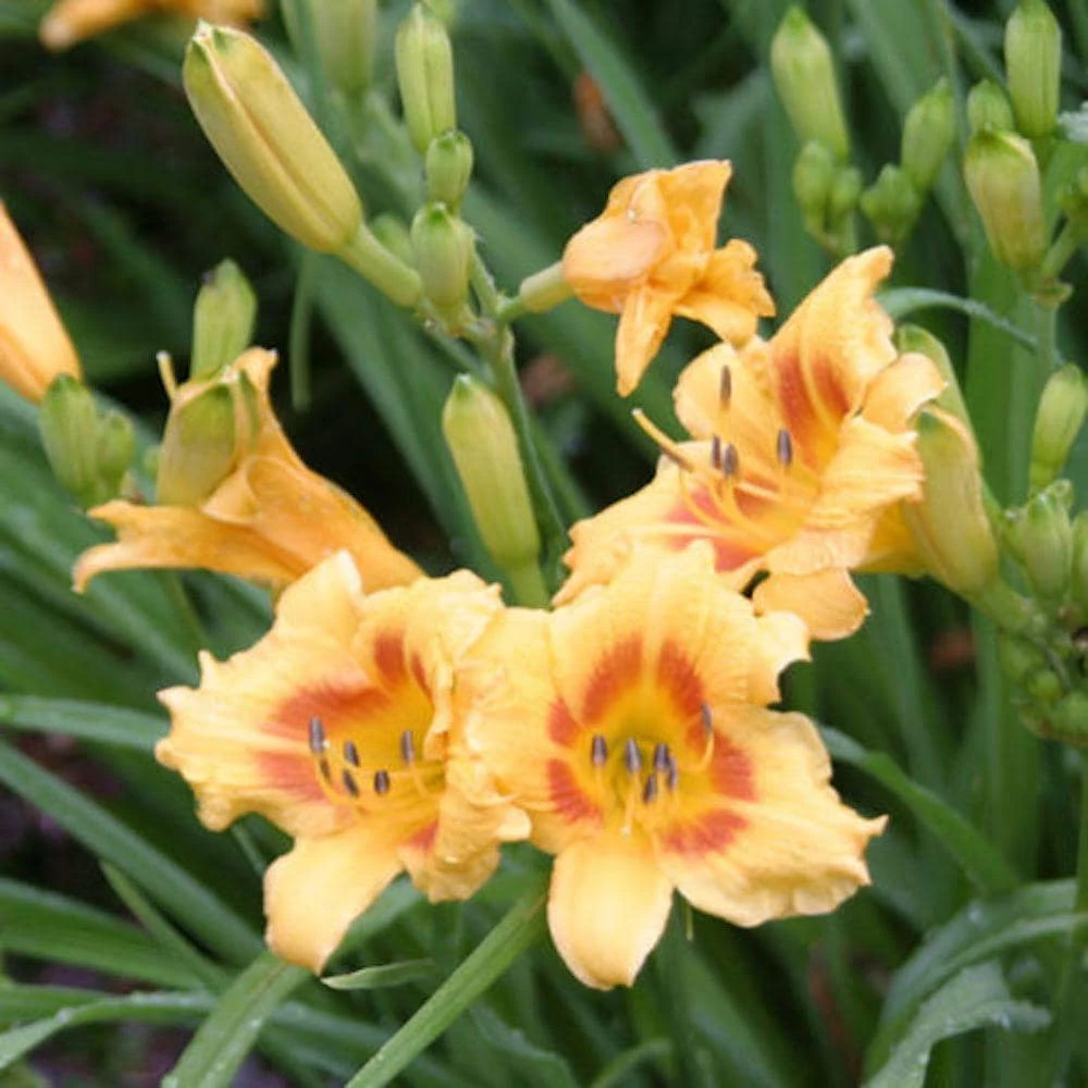 3 Black Eyed Stella de Oro Daylily Bare Root Starter Plants - Perennial Hemerocallis - Image 1