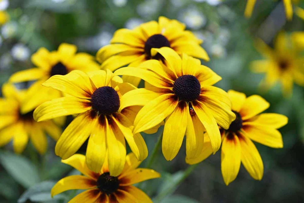 3 Black Eyed Susan Rudbeckia Wildflower Bare Root - Outdoor Sun Perennial - Image 1