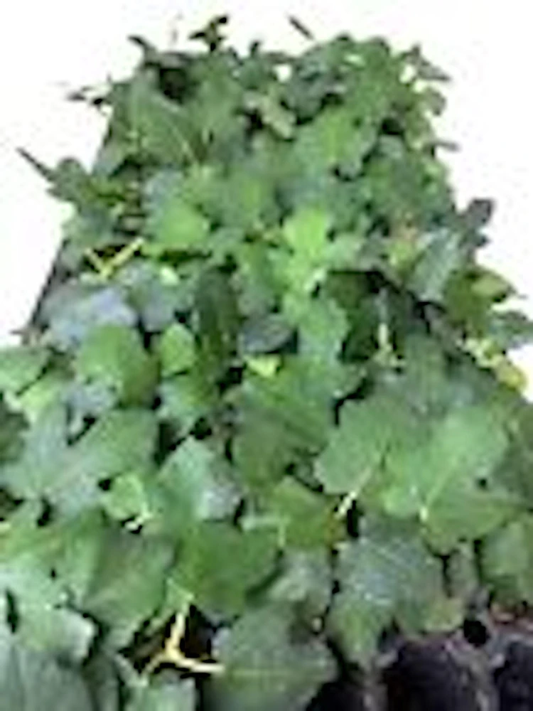 3 Brown Turkey Fig Tree Starter Plants - Ficus Carica Fruiting Perennial - Image 2