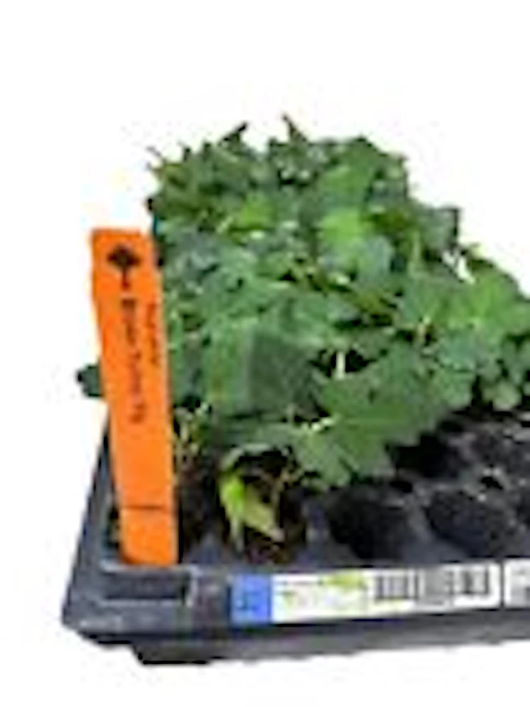 3 Brown Turkey Fig Tree Starter Plants - Ficus Carica Fruiting Perennial - Image 3