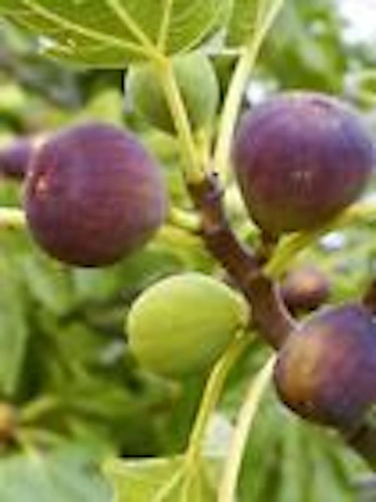 3 Brown Turkey Fig Tree Starter Plants - Ficus Carica Fruiting Perennial - Image 4
