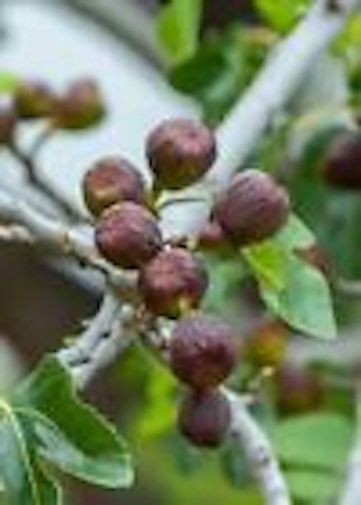 3 Brown Turkey Fig Tree Starter Plants - Ficus Carica Fruiting Perennial - Image 5
