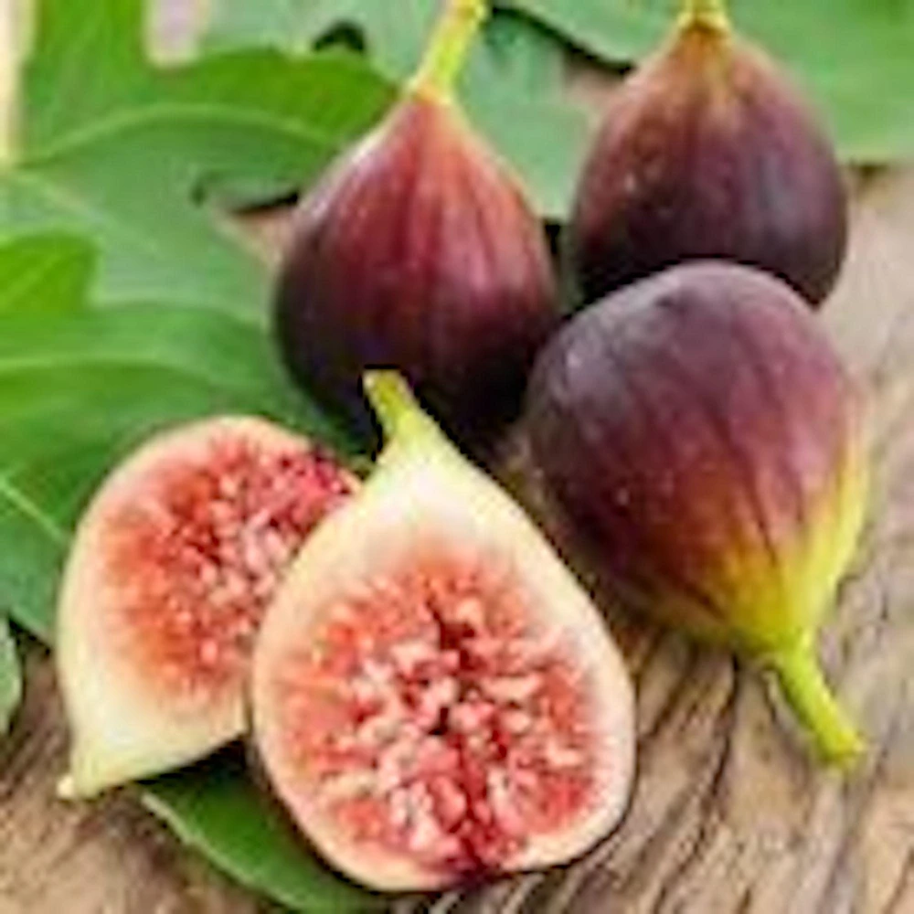 3 Brown Turkey Fig Tree Starter Plants - Ficus Carica Fruiting Perennial - Image 6