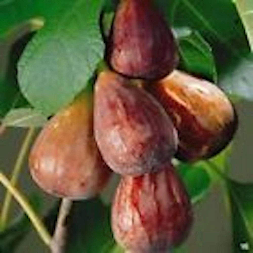 3 Brown Turkey Fig Tree Starter Plants - Ficus Carica Fruiting Perennial - Image 1