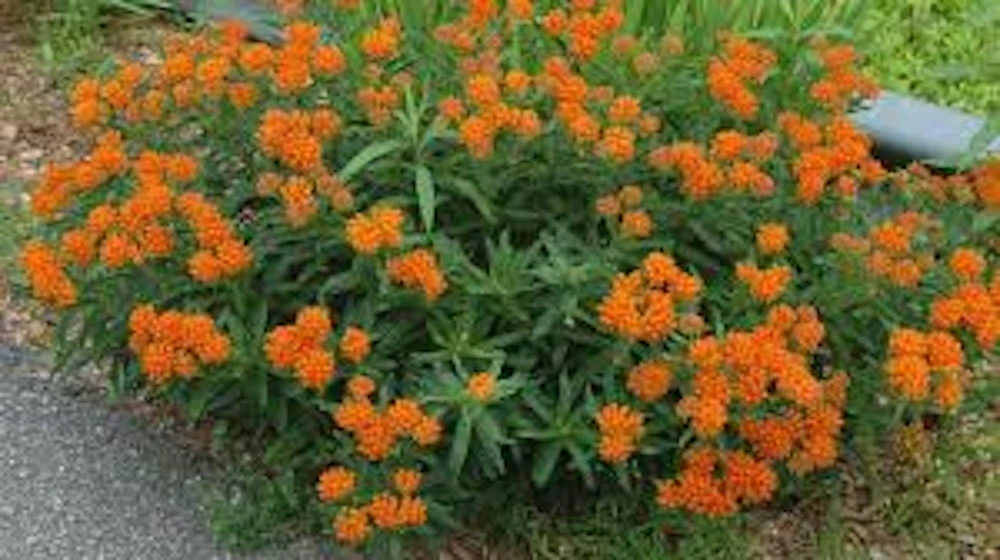 3 Butterfly Weed Plants - Asclepias Tuberosa Bare Root for Pollinators - Image 1