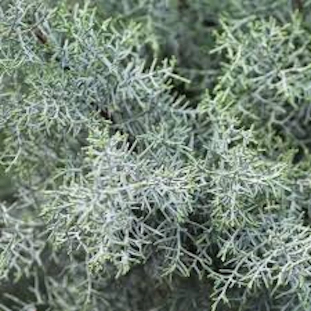 3 Carolina Sapphire Cypress Live Plant - Blue Evergreen Tree Starter, 4-6in Tall - Image 2