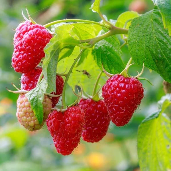3 Cascade Delight Red Raspberry Starter Plug - Bare Root Live Plant, Hardy USDA Zones 4-9 - Image 2