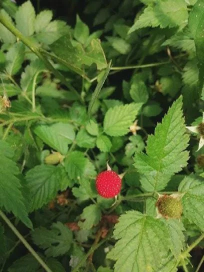 3 Cascade Delight Red Raspberry Starter Plug - Bare Root Live Plant, Hardy USDA Zones 4-9 - Image 8