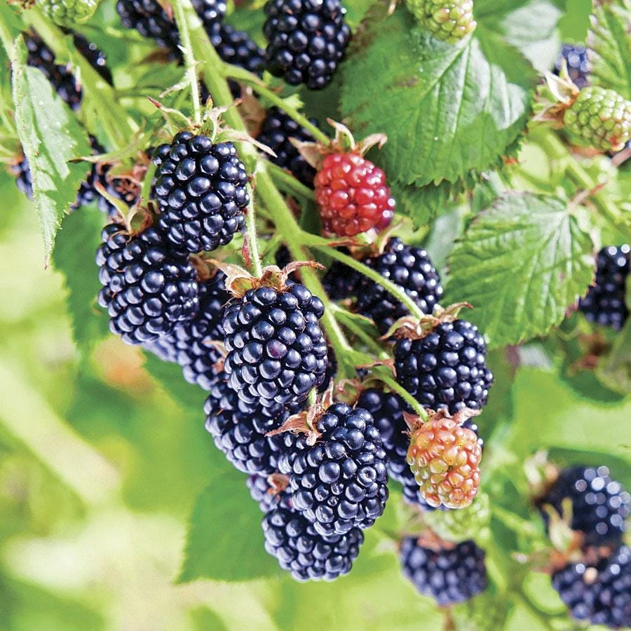 3 Chester Blackberry Starter Plug Thornless Live Plant Rubus fruticosus 'Chester' - Image 2
