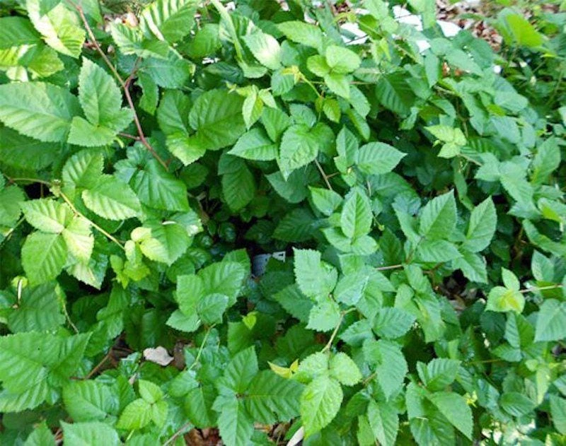 3 Chester Blackberry Starter Plug Thornless Live Plant Rubus fruticosus 'Chester' - Image 7