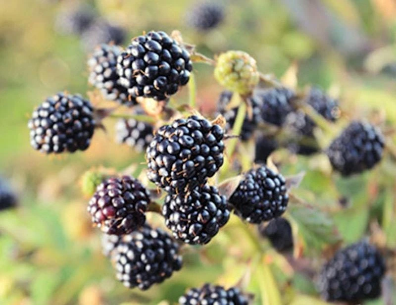 3 Chickasaw Blackberry Starter Plug - Live Plant - High-Yielding Berries - Image 1
