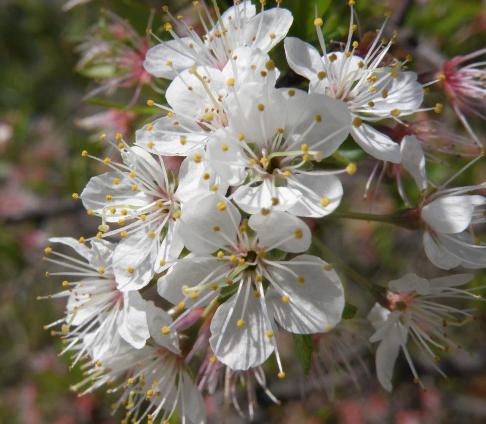 3 Chickasaw Plum Tree Live Plants 12-24" Tall Bare Root - Outdoor Edible Fruit - Image 3
