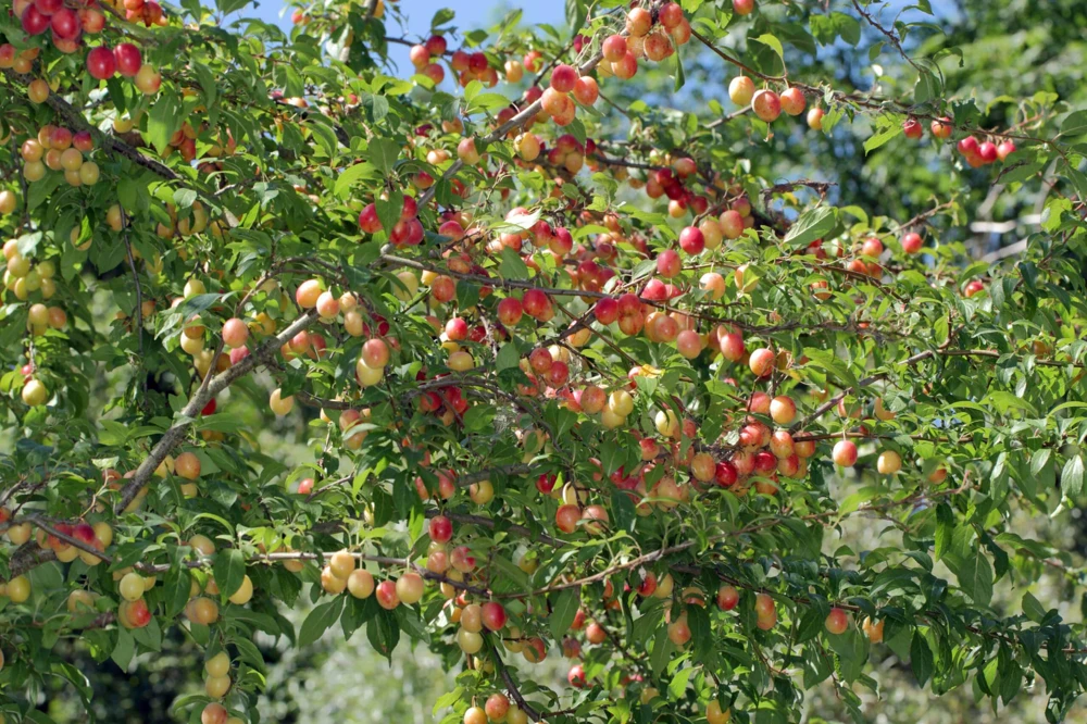 3 Chickasaw Plum Tree Live Plants 12-24" Tall Bare Root - Outdoor Edible Fruit - Image 4