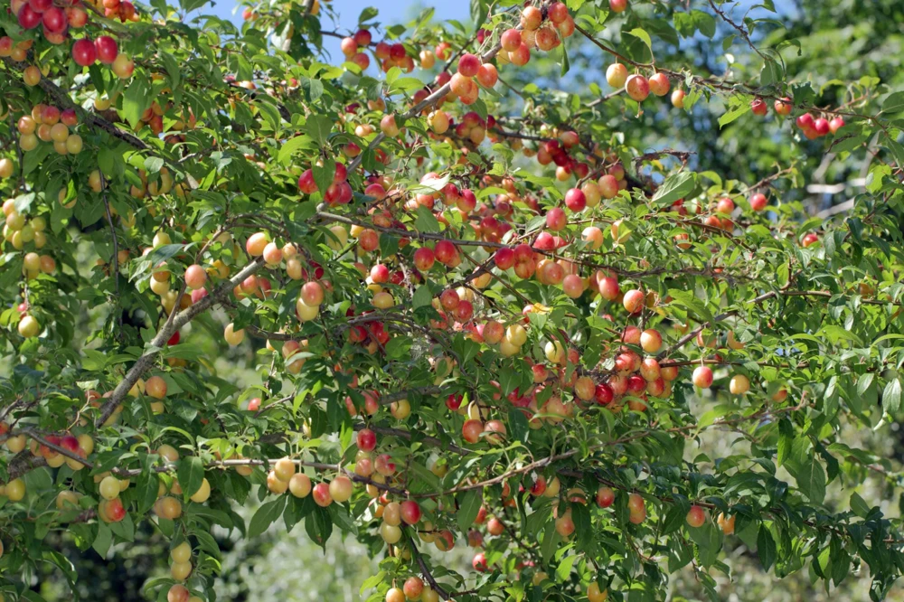 3 Chickasaw Plum Tree Live Plants 12-24" Tall Bare Root - Outdoor Edible Fruit - Image 8