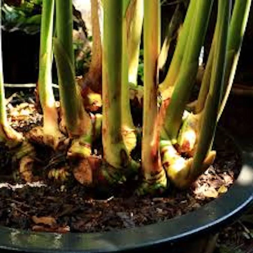 3 Chinese Keys Finger Root Bare Root Starter Plugs - Boesenbergia Rotunda - Image 2