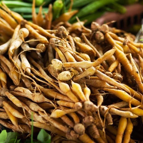3 Chinese Keys Finger Root Bare Root Starter Plugs - Boesenbergia Rotunda - Image 7